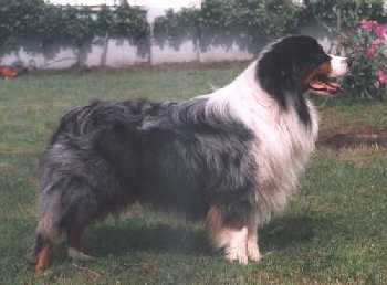 CH bandit bittner's blue