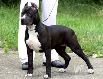 Flashdance Long Step