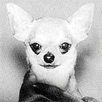 Dachida's  Shoot to Kill