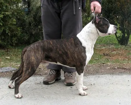 Black Jack of Eagle Blend