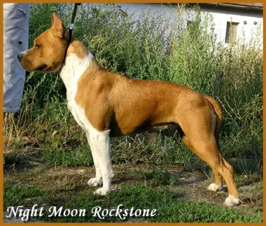 Night Moon Rockstone