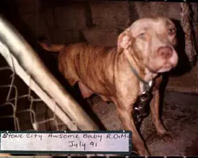 STONE CITY KENNEL'S AWESOME BABY ROM