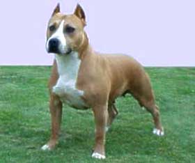 Fancy Blue Tipit Z Hanky