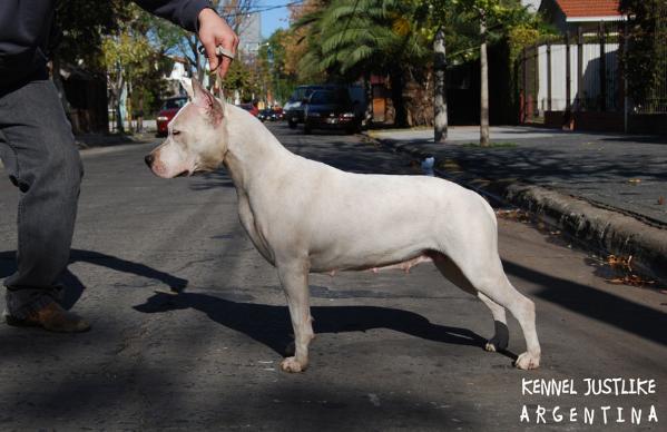 Thunderbully New York