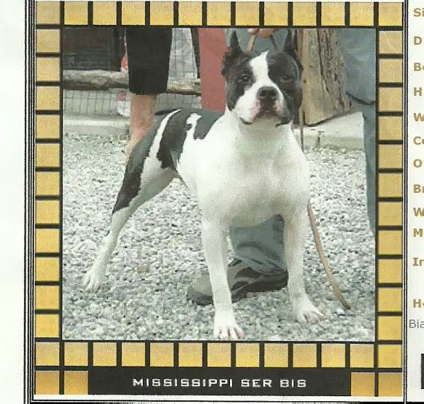 Mississippi Sir Bis