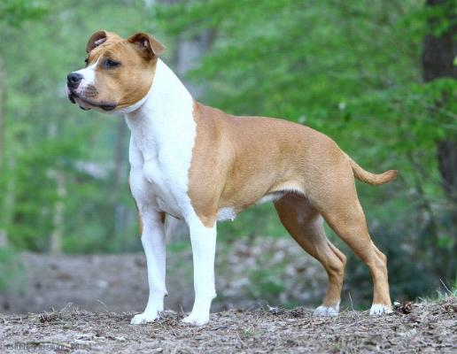 Carmichael's Oklahoma Redskin