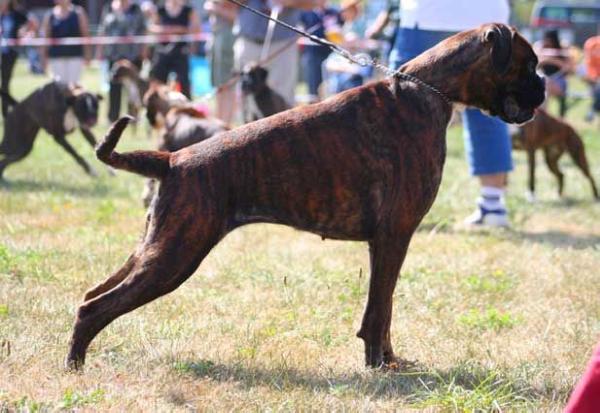 J.CH SLO, J.CH.CRO, Kinipela Von Lustig