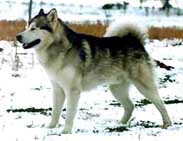 CH PL Eskymo King Navarama