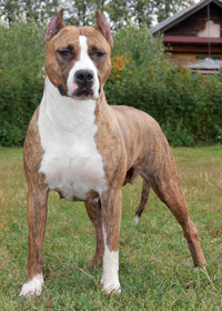 CH RUS, RKF OLmar Eyes of Glory