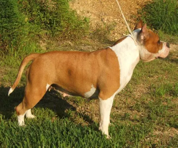 Edelhaus' Golden Kisses