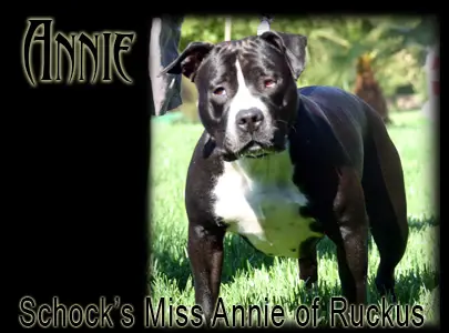Schock's Miss Annie Of Ruckus