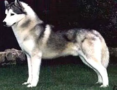 Allidan's Dardian Turn the Page