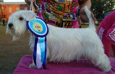 CH RUS,RKF,JCH Step Forward Fiesta