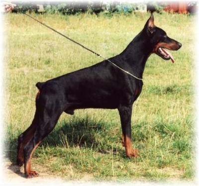 CWC, CACIB, CAC,BOG Finito Di Emergo