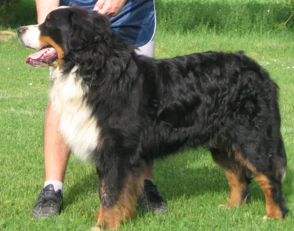 CH, JR CH, GrCH Nagyszentgyörgyi-berni Brandon
