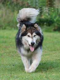 CH RUS , JCH RUS Amaranta Live