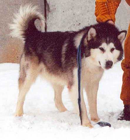 CH.GRAND, CW Leyu Bel