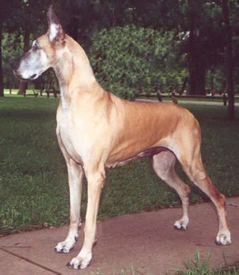 Dagmar's Sohni V Pappy Jack