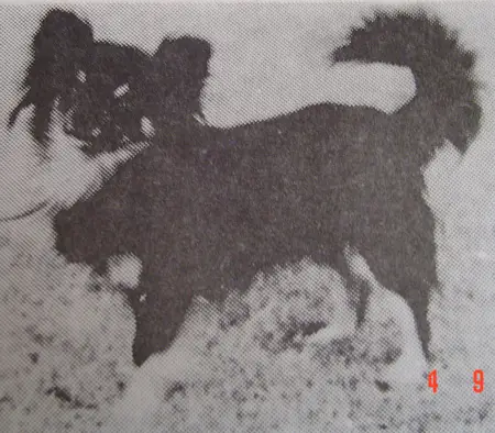 Midnight man of apoco