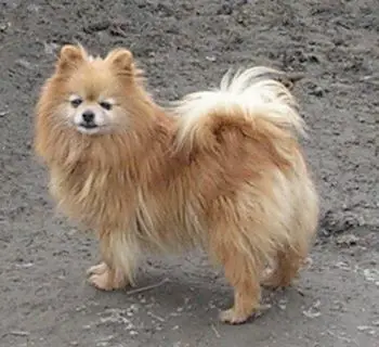 Jandala Blonde Bombshell