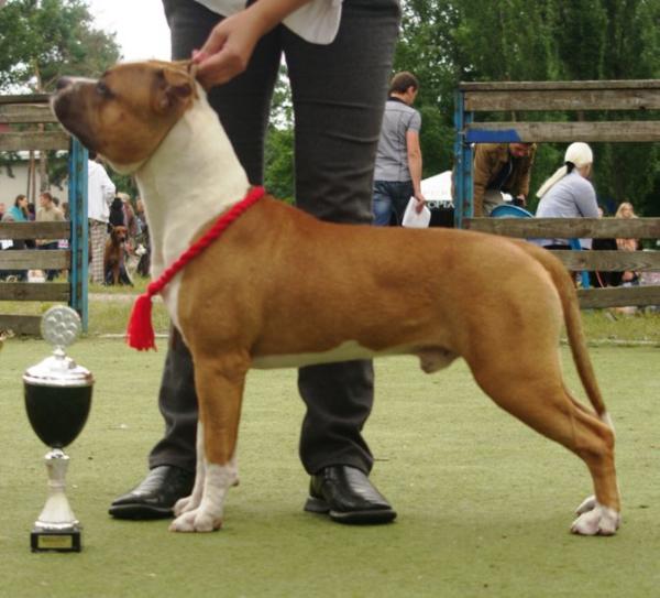 Diamond King Dogs Gloria Way