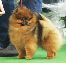 Royal Tee's Tropical Thunder