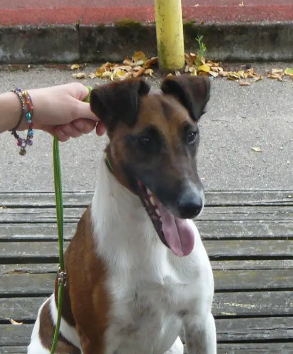 CAC Maximum Boost Budvaizer Bir