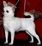 CH South Fork's Bit-O-Music