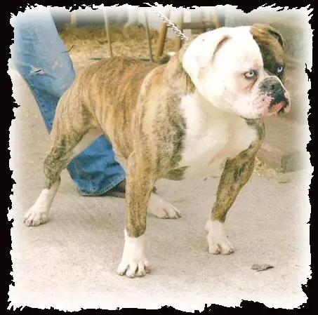 SBK's Rocco Jr