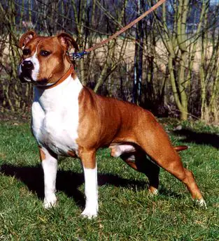 Angie's Private Dancer