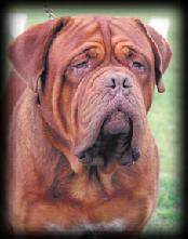 AUS CH INT CH DUT CH Grandrouge Luccinano by Redrhino
