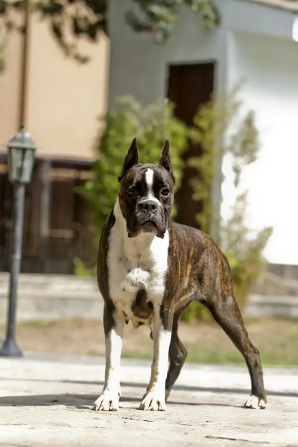 JR CH / CH PERUVIAN Edelweiss de Ironblade