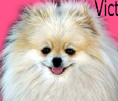 Angelicpoms Exotic Victoria