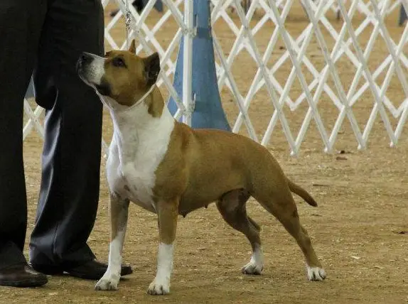 GCH Blue Nile's Tornado Ally AKC /UKC