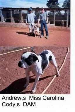 Andrew's Miss Carolina