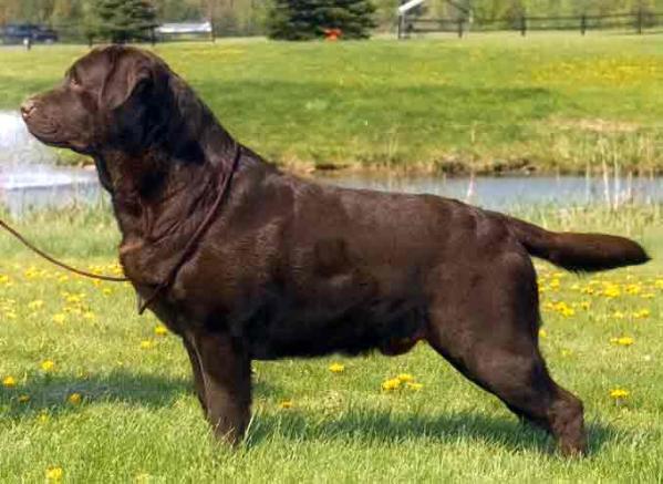 AM CH CAN CH Labradale'S Coffee Crisp