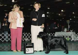 AKC ptd. Saddlebrooke's Lauralei