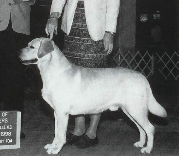 CH Sundance's Paddy's Irish Cream