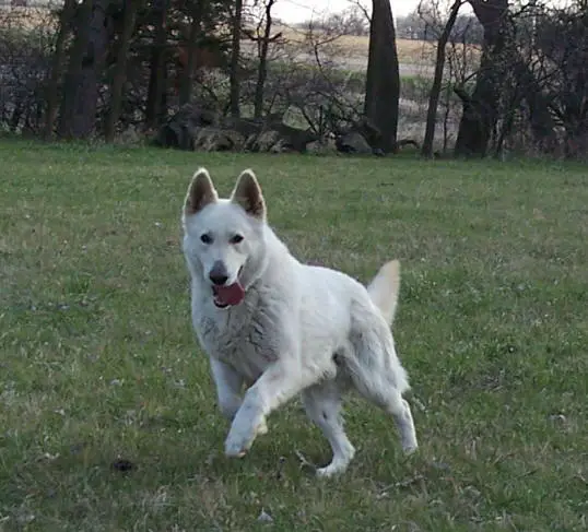 Prairieacres Poorboy Skippy