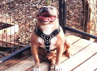 Mugleston'S Blue Tiger Lily