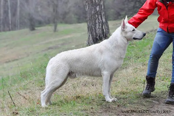 Irs Vitten Wels of Angelotti