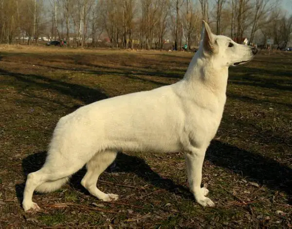 Ins Vayda Vintegri of Angelotti