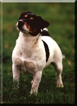 TRIX