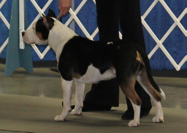 Divinity's Lucid Dreams