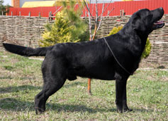 INT, UA, LT, BY, BG Strongline's Yo-Yo