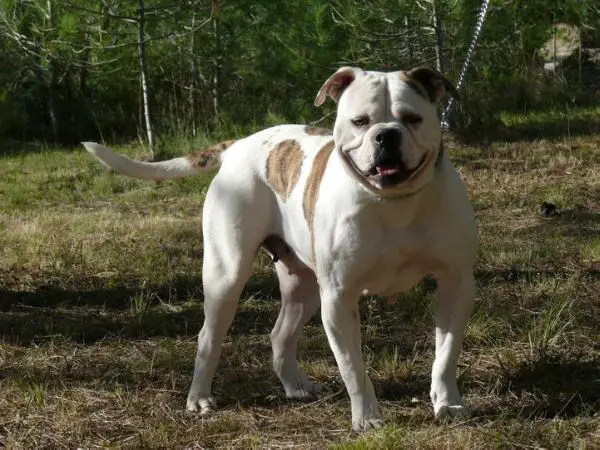 Llebeig Hanna Of Casper kennel