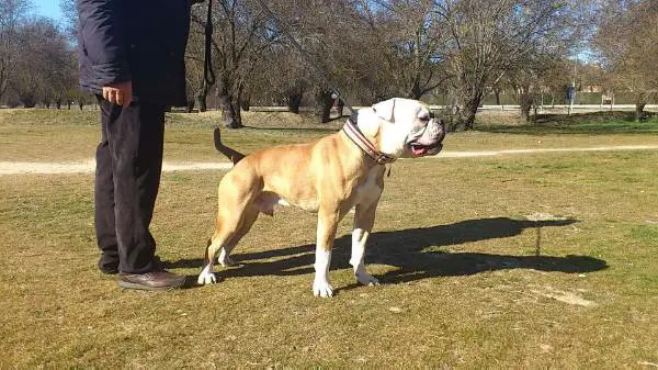 C.K Logan de Bullyklan