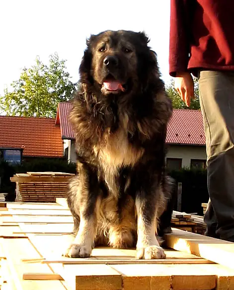 HCH-HGCH Mizsefarmi Gonosz Astor