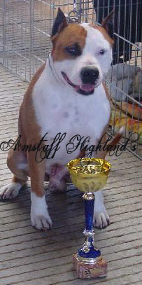 Nickos des orchis d'orabel