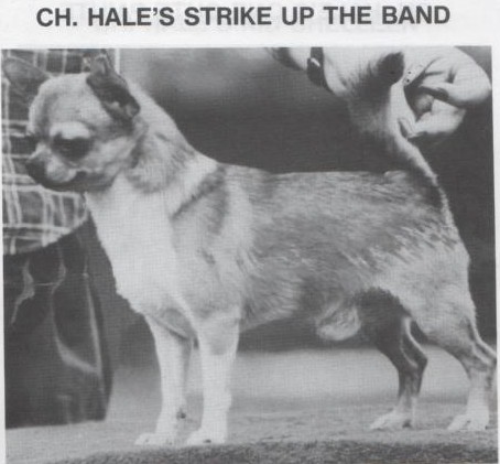 AM.CH. HALE'S STRIKE UP THE BAND